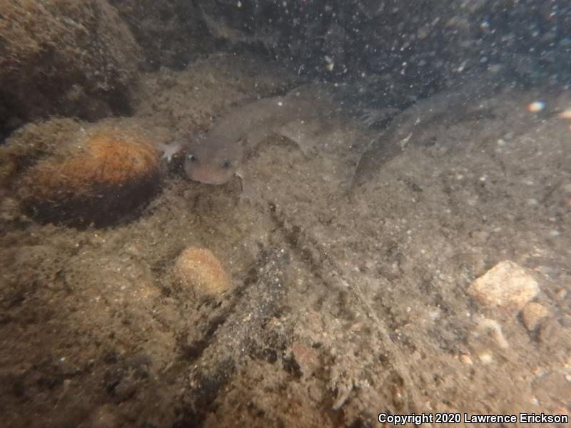 California Giant Salamander (Dicamptodon ensatus)