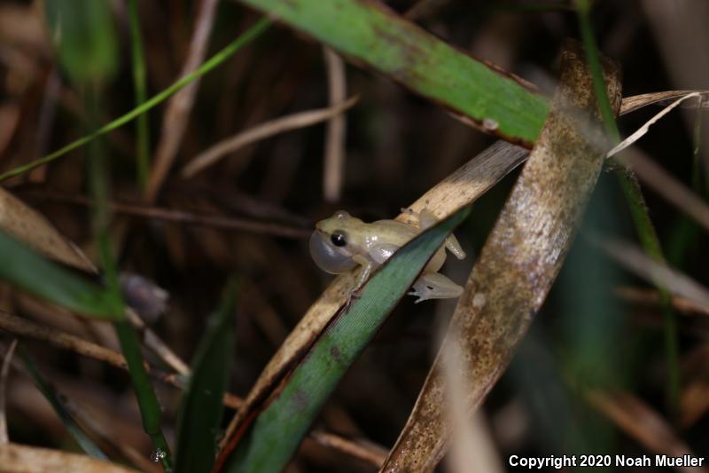 Little Grass Frog (Pseudacris ocularis)