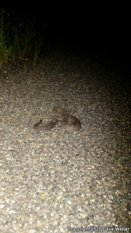 Arizona Black Rattlesnake (Crotalus cerberus)