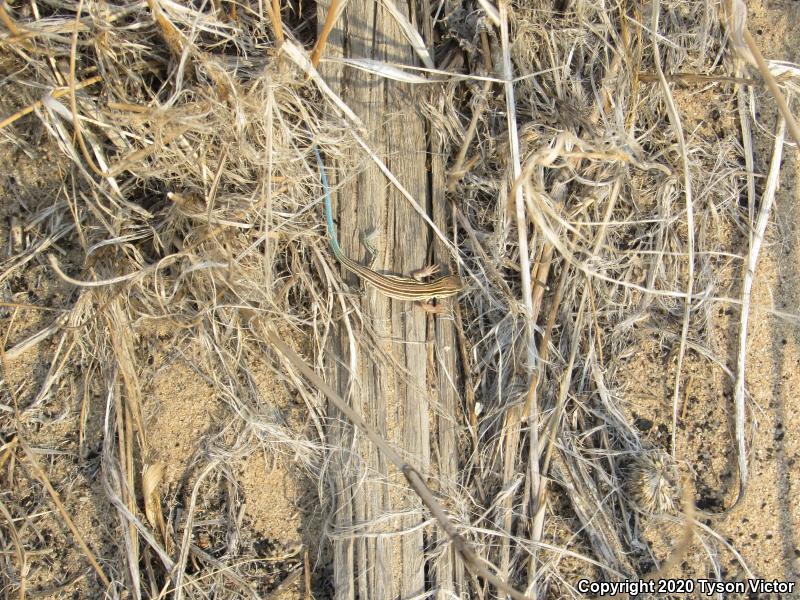 Prairie Racerunner (Aspidoscelis sexlineata viridis)