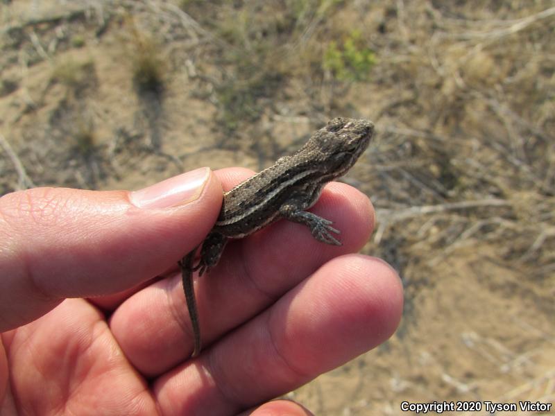 Prairie Lizard (Sceloporus consobrinus)