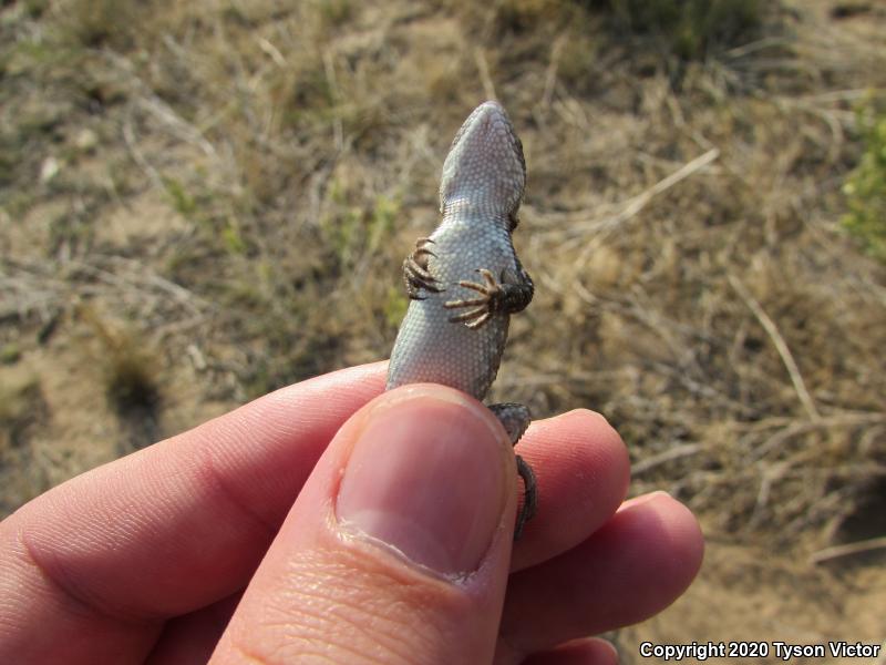 Prairie Lizard (Sceloporus consobrinus)