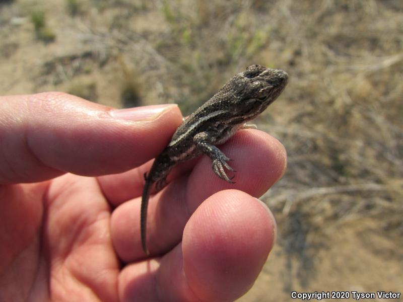 Prairie Lizard (Sceloporus consobrinus)