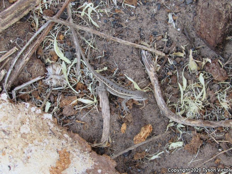 Prairie Lizard (Sceloporus consobrinus)