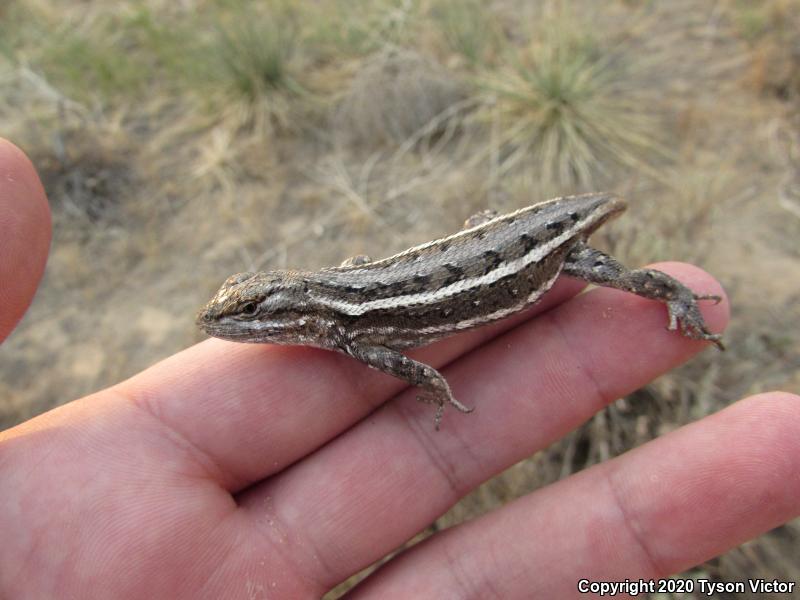 Prairie Lizard (Sceloporus consobrinus)