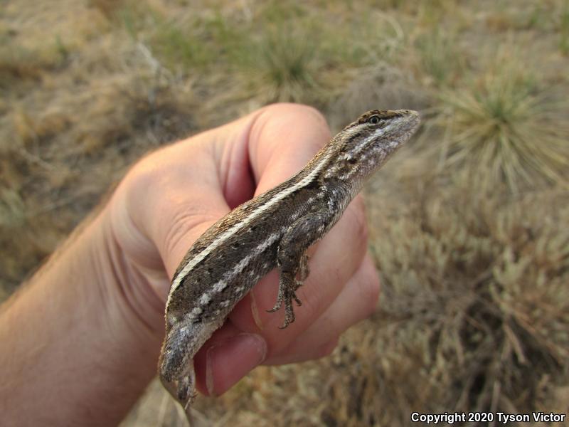 Prairie Lizard (Sceloporus consobrinus)