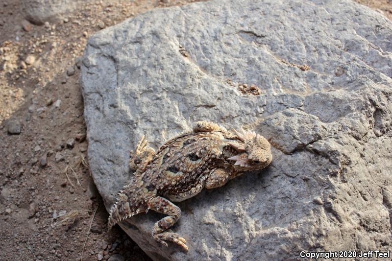 Southern Desert Horned Lizard (Phrynosoma platyrhinos calidiarum)