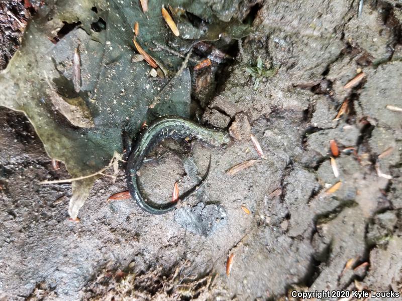 Allegheny Mountain Dusky Salamander (Desmognathus ochrophaeus)