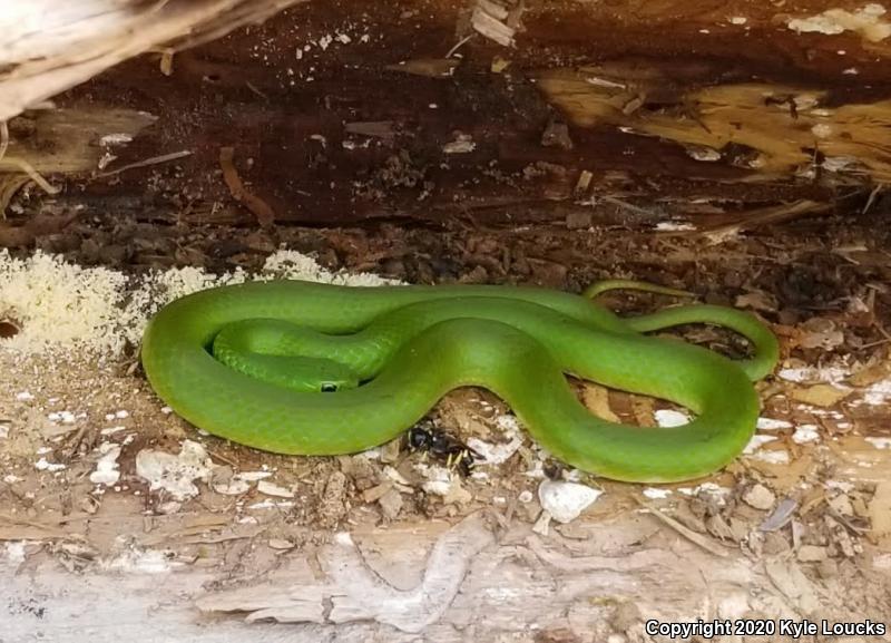 Smooth Greensnake (Opheodrys vernalis)