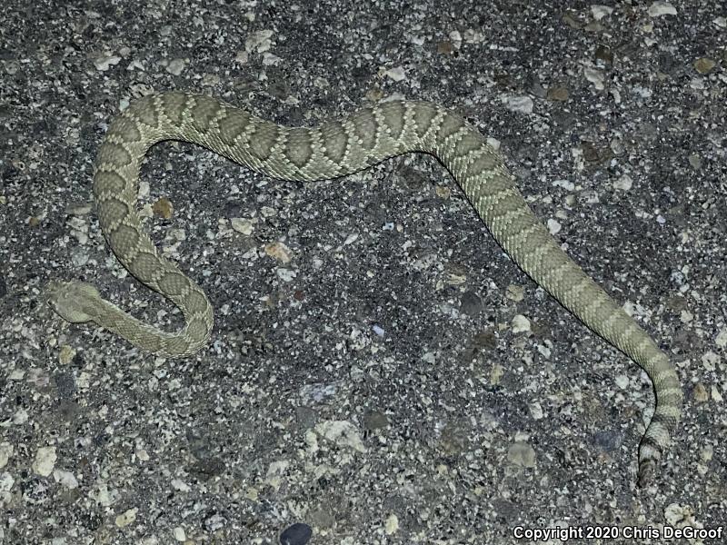 Mohave Rattlesnake (Crotalus scutulatus)