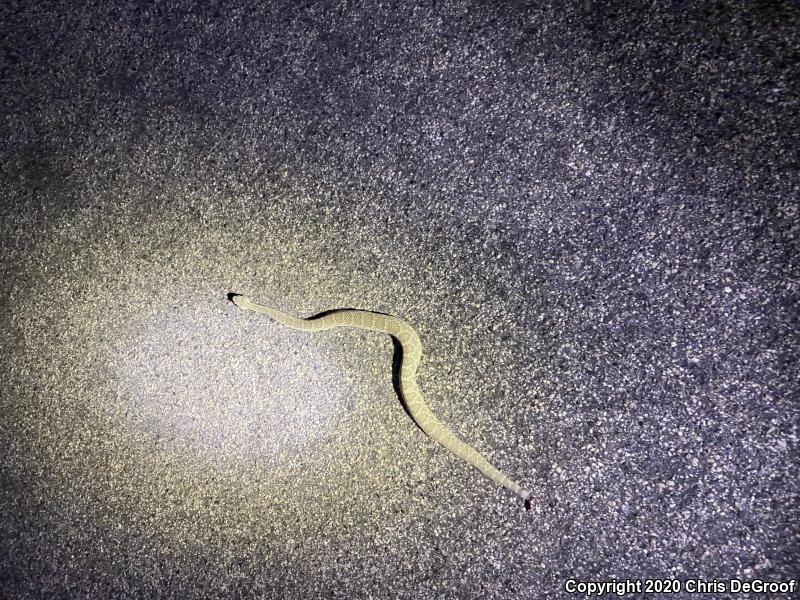 Mohave Rattlesnake (Crotalus scutulatus)