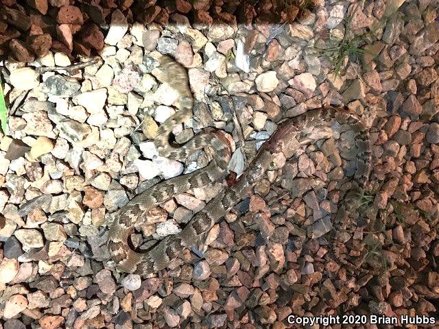 Sonoran Lyresnake (Trimorphodon biscutatus lambda)