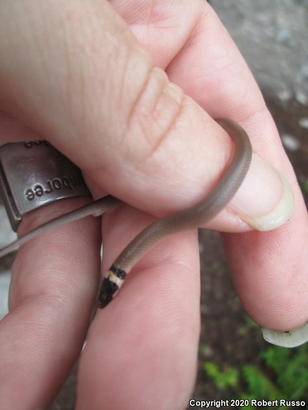 Southeastern Crowned Snake (Tantilla coronata)