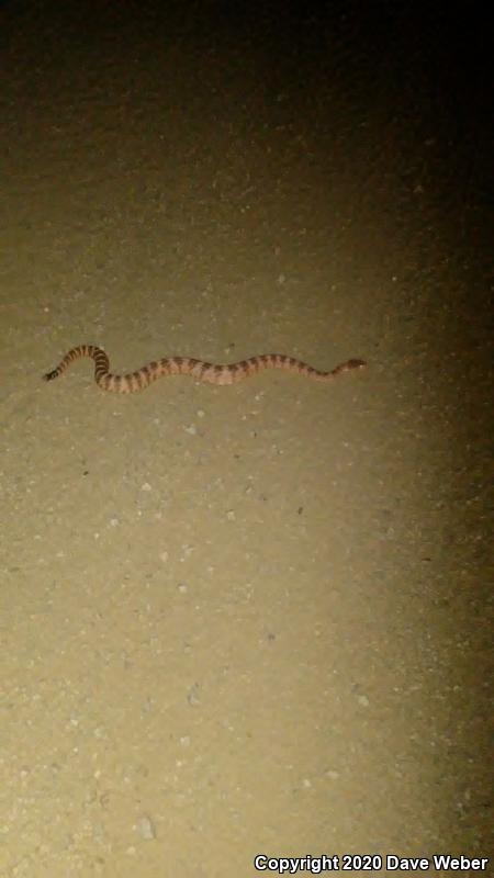 Southwestern Speckled Rattlesnake (Crotalus mitchellii pyrrhus)