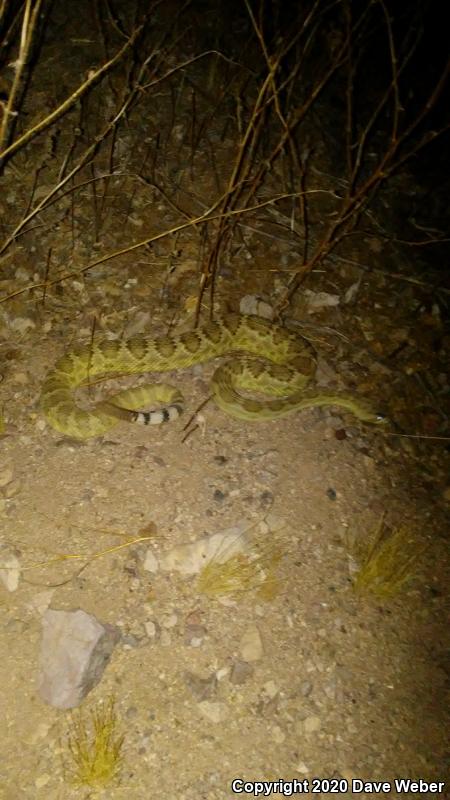 Mohave Rattlesnake (Crotalus scutulatus scutulatus)