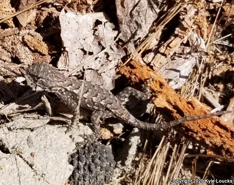 Eastern Fence Lizard (Sceloporus undulatus)