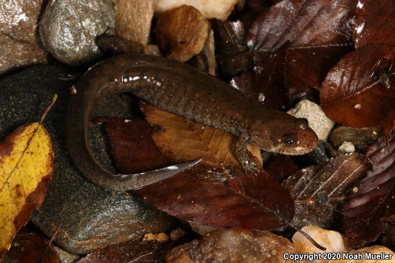 Dwarf Black-bellied Salamander (Desmognathus folkertsi)