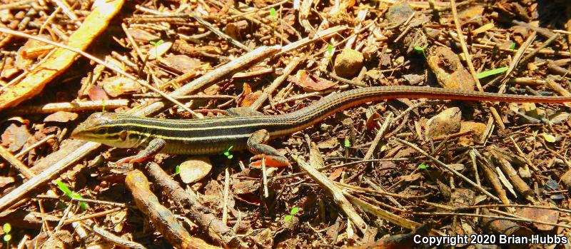 Desert Grassland Whiptail (Aspidoscelis uniparens)