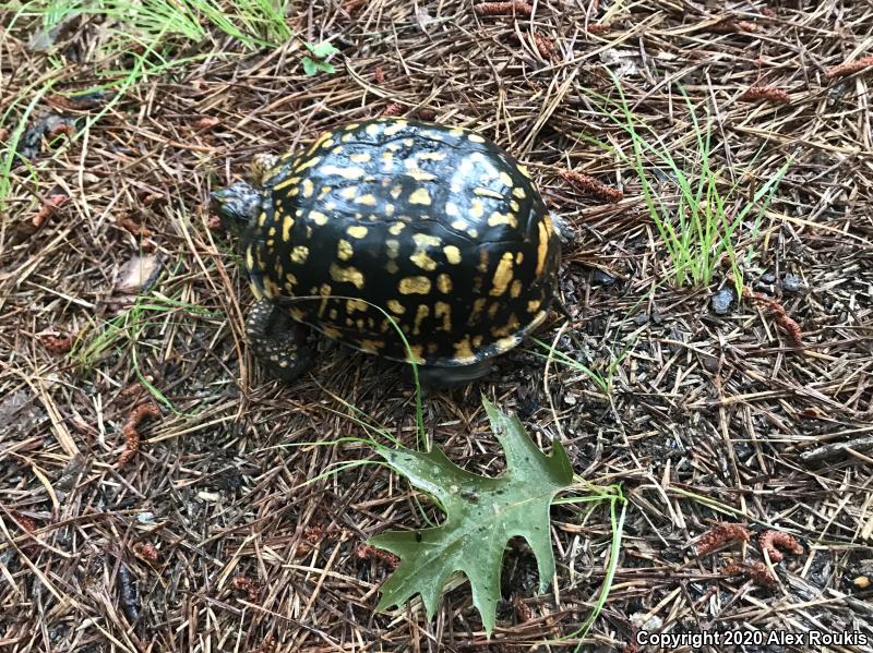 Eastern Box Turtle (Terrapene carolina carolina)