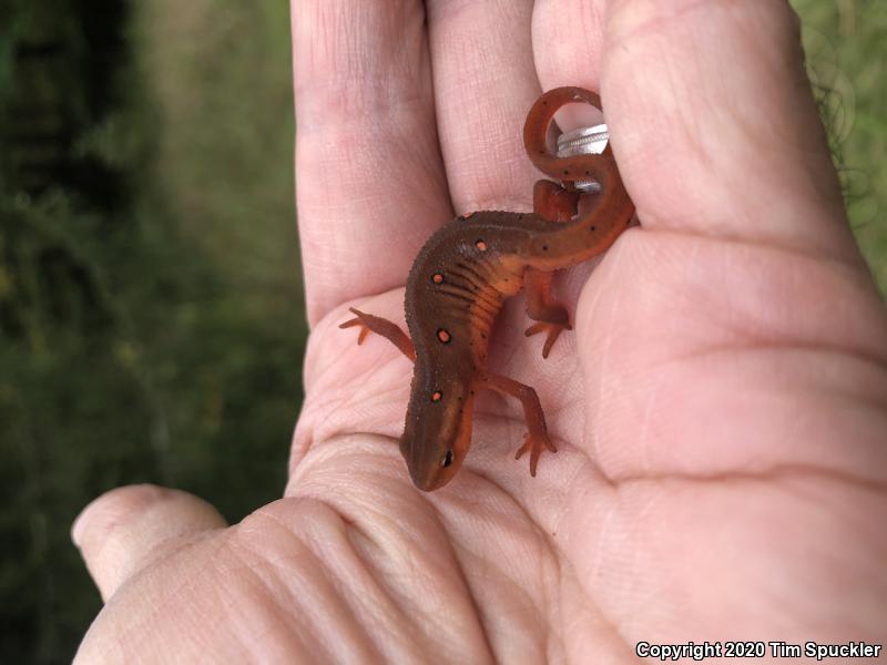 Red-Spotted Newt (Notophthalmus viridescens viridescens)