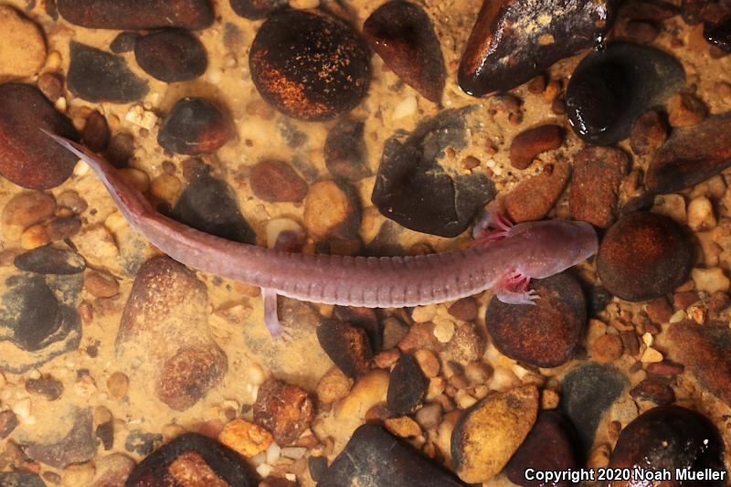 Big Mouth Cave Salamander (Gyrinophilus palleucus necturoides)