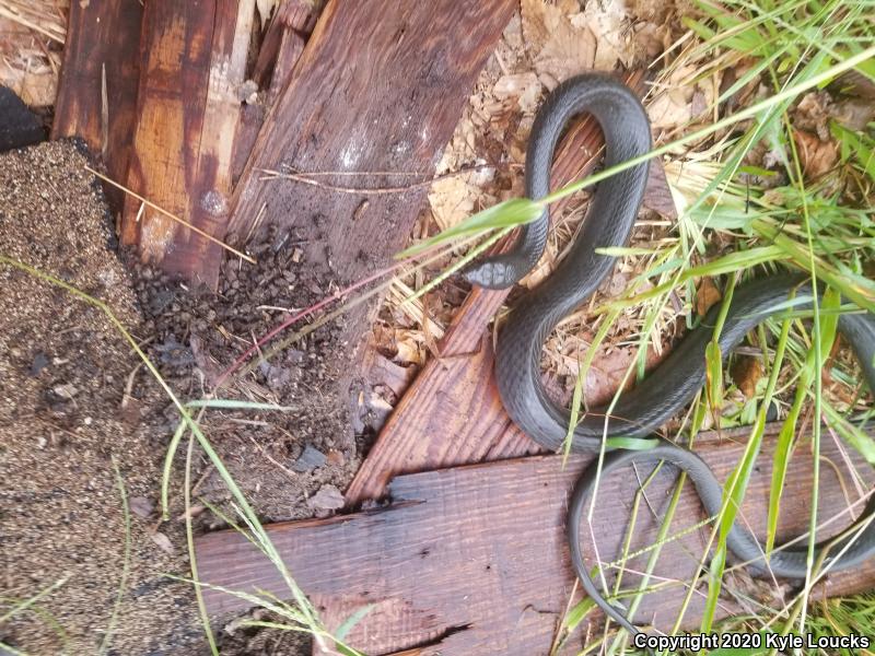 Northern  Black Racer (Coluber constrictor constrictor)