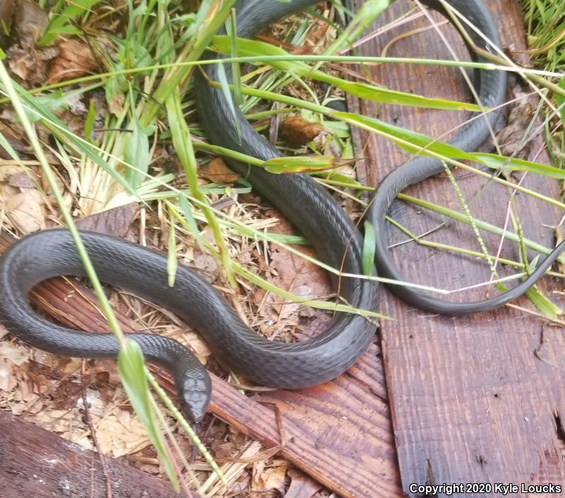 Northern  Black Racer (Coluber constrictor constrictor)