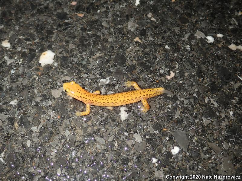 Long-tailed Salamander (Eurycea longicauda longicauda)