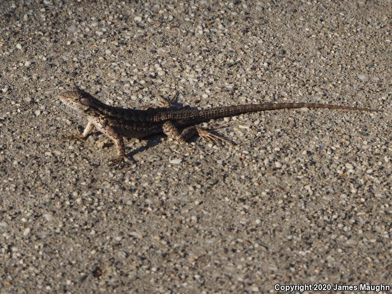 NorthWestern Fence Lizard (Sceloporus occidentalis occidentalis)