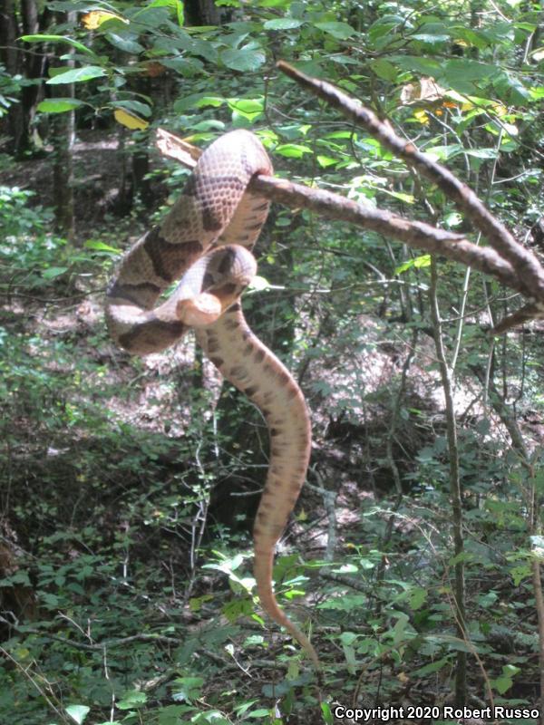 Copperhead (Agkistrodon contortrix)