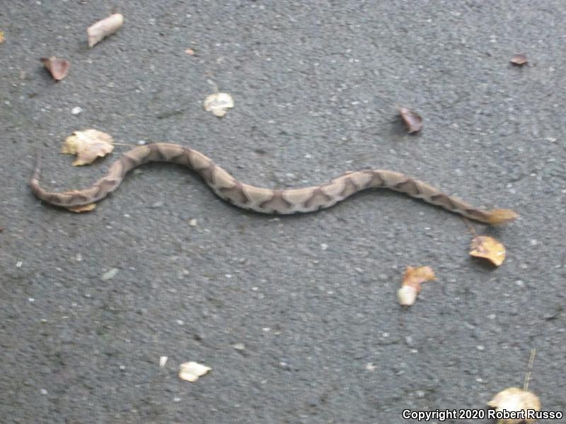 Copperhead (Agkistrodon contortrix)