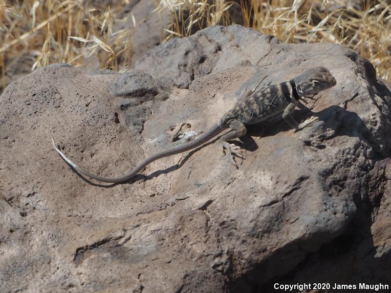 Great Basin Collared Lizard (Crotaphytus bicinctores)