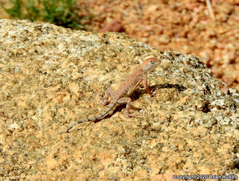 SouthWestern Earless Lizard (Cophosaurus texanus scitulus)