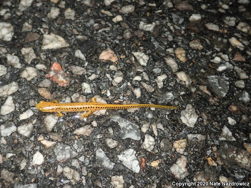 Long-tailed Salamander (Eurycea longicauda longicauda)