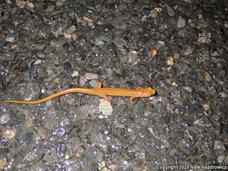 Long-tailed Salamander (Eurycea longicauda longicauda)