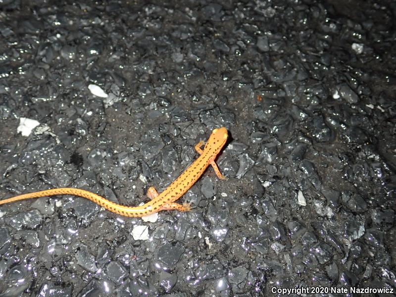 Long-tailed Salamander (Eurycea longicauda longicauda)