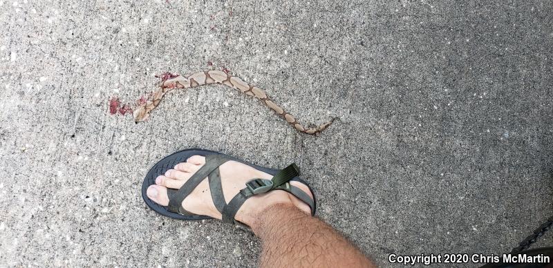 Southern Copperhead (Agkistrodon contortrix contortrix)