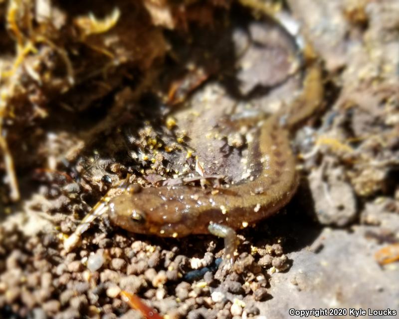 Allegheny Mountain Dusky Salamander (Desmognathus ochrophaeus)