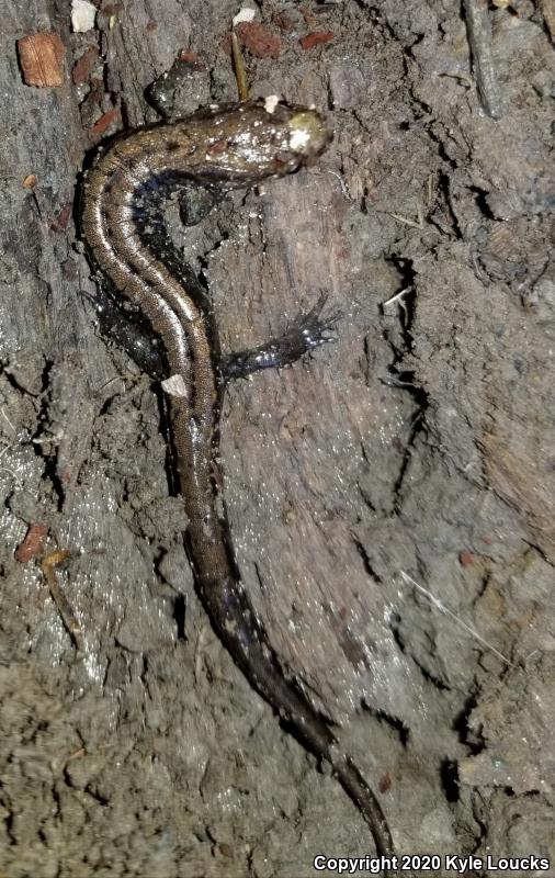 Allegheny Mountain Dusky Salamander (Desmognathus ochrophaeus)