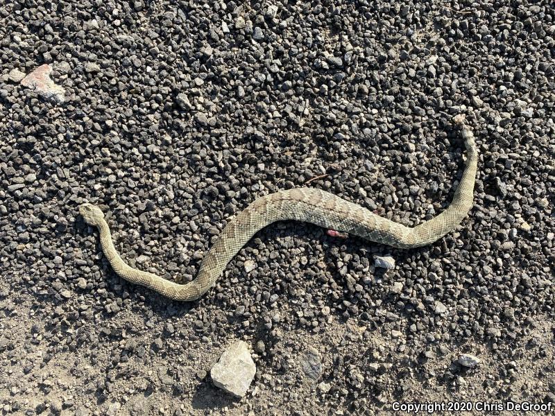 Mohave Rattlesnake (Crotalus scutulatus)