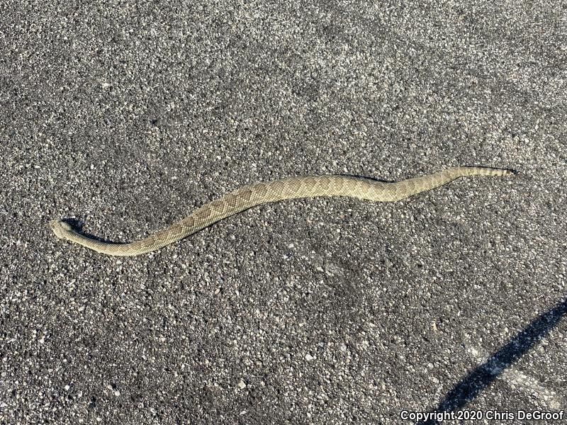 Mohave Rattlesnake (Crotalus scutulatus)