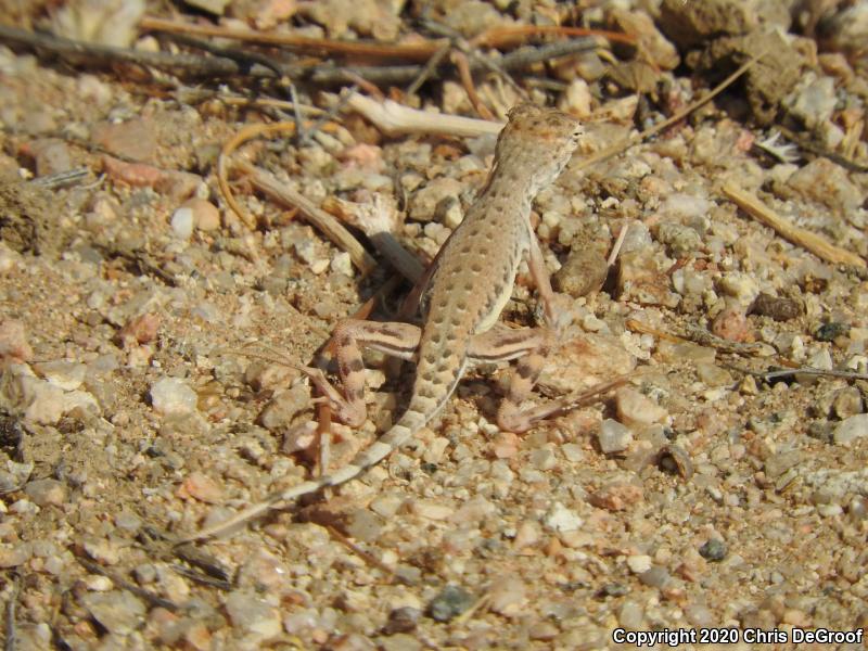 Western Zebra-tailed Lizard (Callisaurus draconoides rhodostictus)