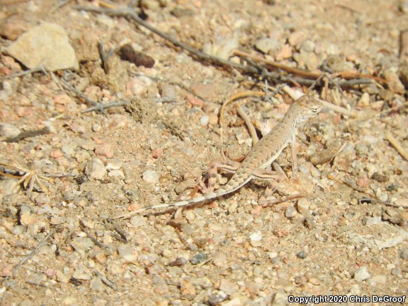 Western Zebra-tailed Lizard (Callisaurus draconoides rhodostictus)