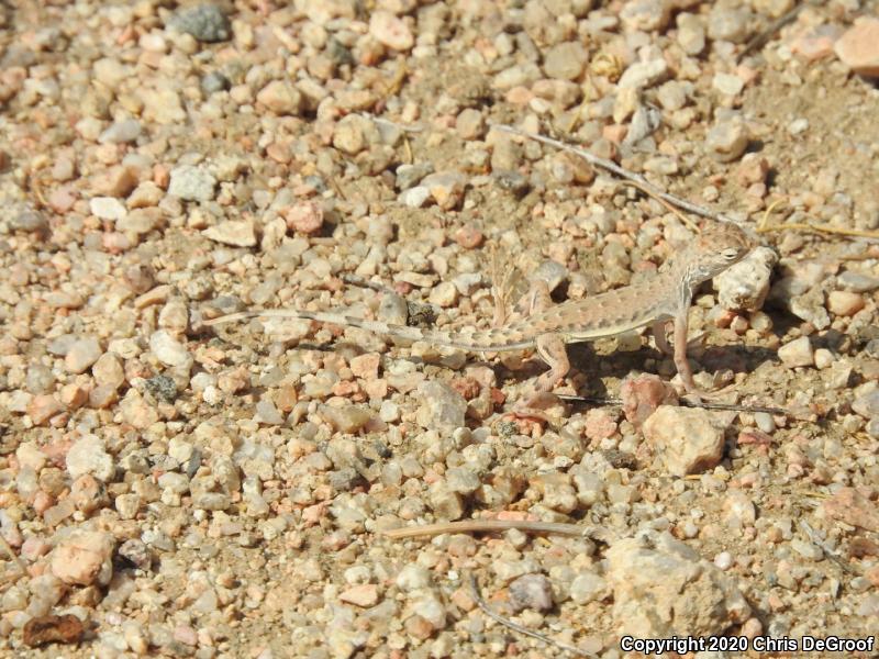 Western Zebra-tailed Lizard (Callisaurus draconoides rhodostictus)