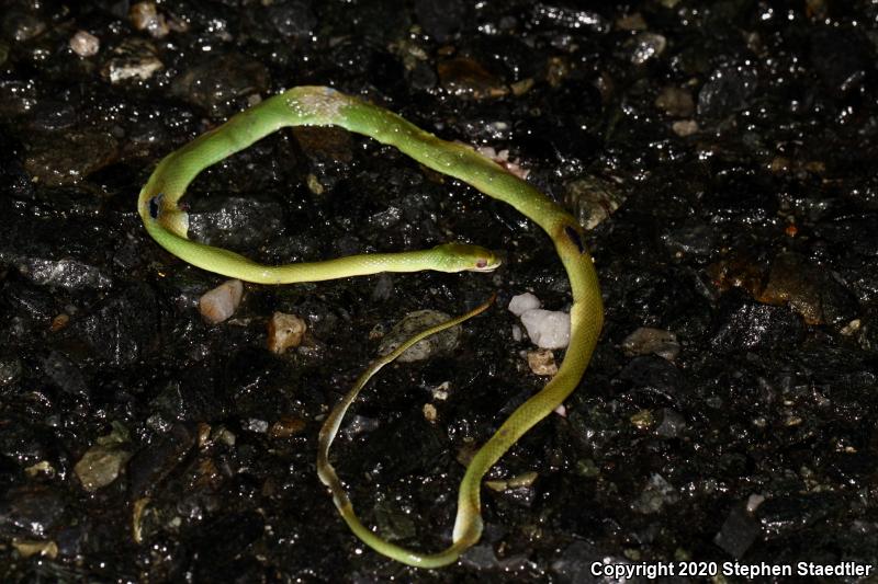 Rough Greensnake (Opheodrys aestivus)