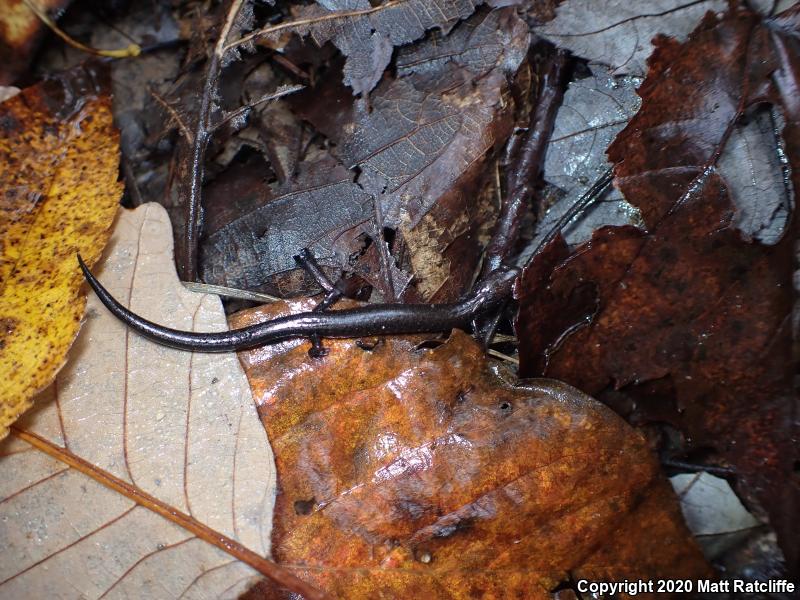 Southern Ravine Salamander (Plethodon richmondi)