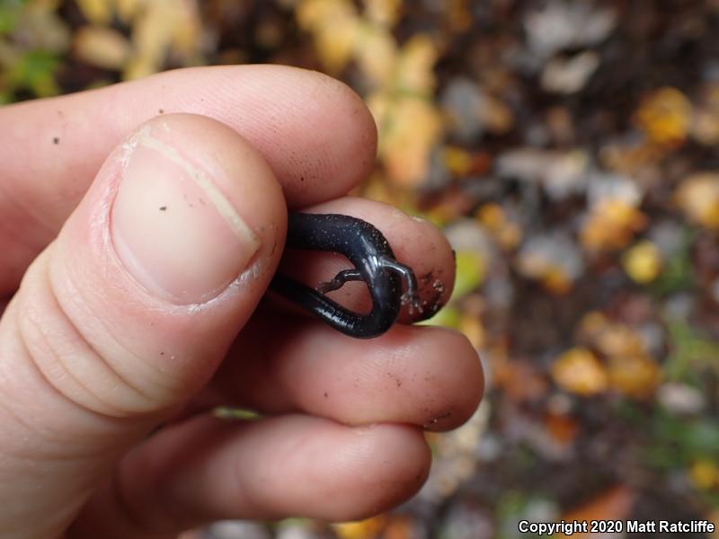 Southern Ravine Salamander (Plethodon richmondi)