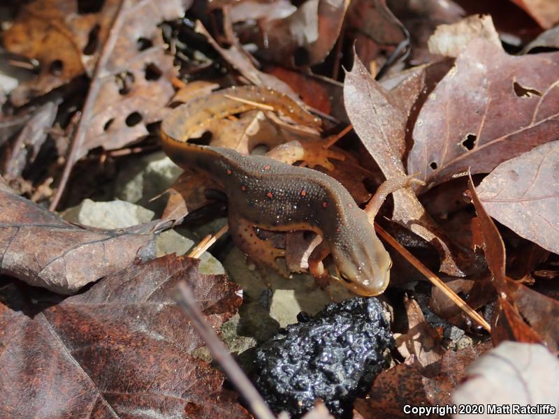 Red-Spotted Newt (Notophthalmus viridescens viridescens)