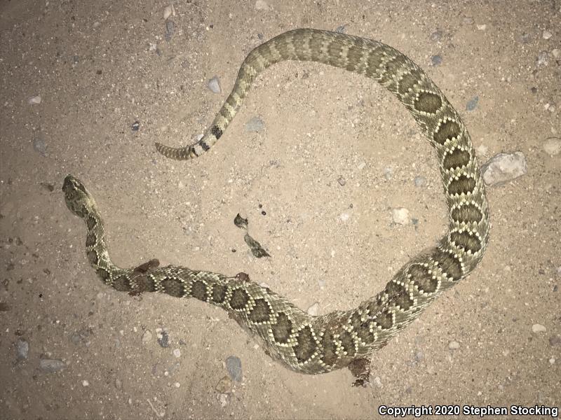 Mohave Rattlesnake (Crotalus scutulatus scutulatus)