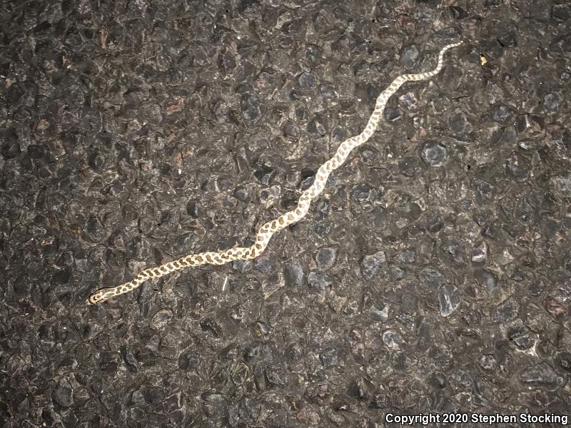 Desert Glossy Snake (Arizona elegans eburnata)